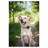 Tractive GPS Tracker for Cats and Dogs - 50497 image NaN
