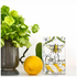 Collette Dinnigan Bar Soap Limoni di Sicilia Pack BSLDSPK image NaN