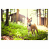 Tractive GPS Tracker for Cats and Dogs - 50497 image NaN